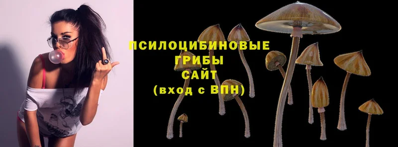 Псилоцибиновые грибы Magic Shrooms  Хабаровск 